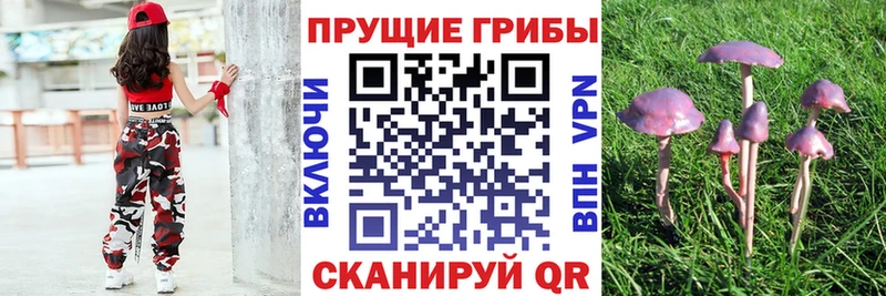 Галлюциногенные грибы Psilocybine cubensis Новое Девяткино